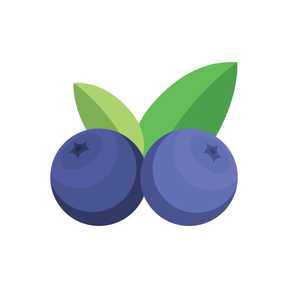 Vector blueberries fruit on white background