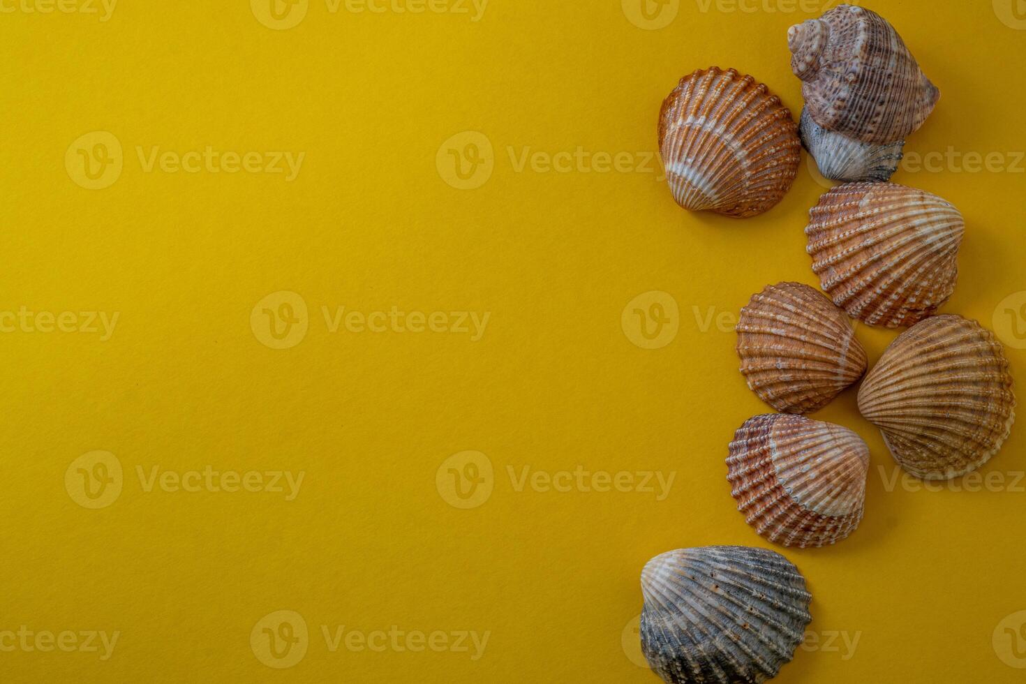 Sea shells on yellow background, summer vacation, photo