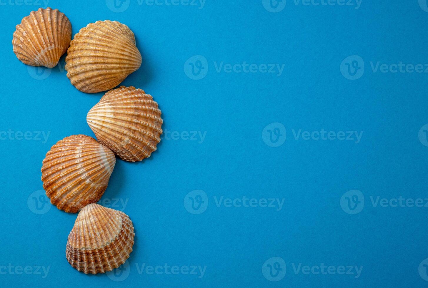 Sea shells on blue background, summer vacation, photo