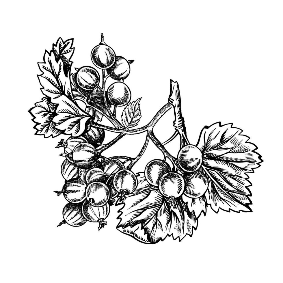 Currant branch, hand drawn black and white graphic vector illustration. Isolated on a white background. Design element for packaging, printed products. For banners and menus, textiles and posters.