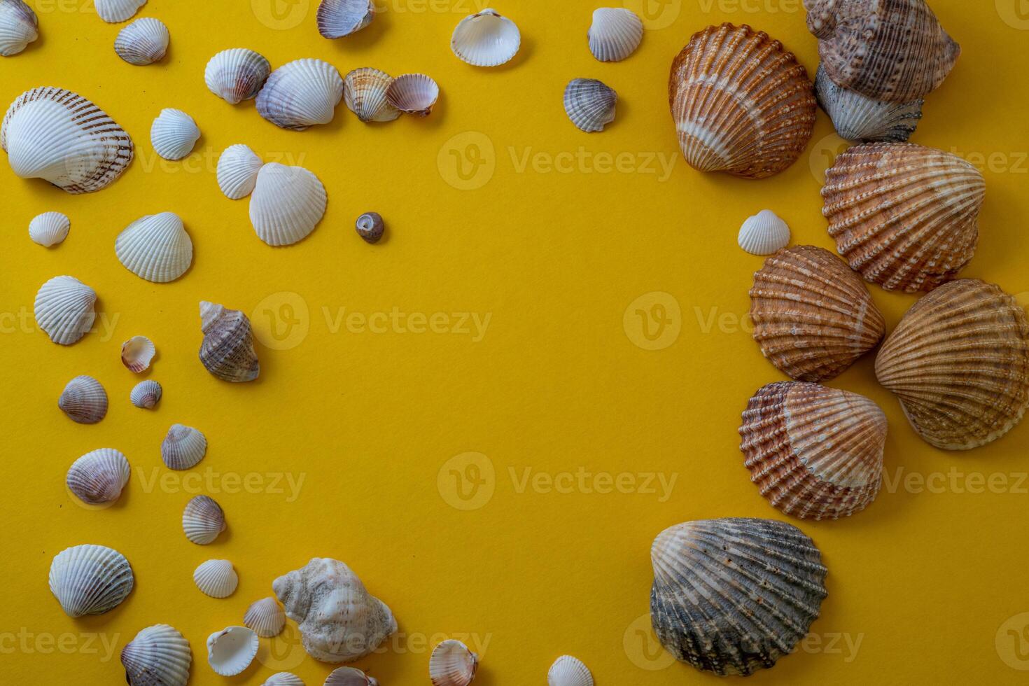 Sea shells on yellow background, summer vacation, photo