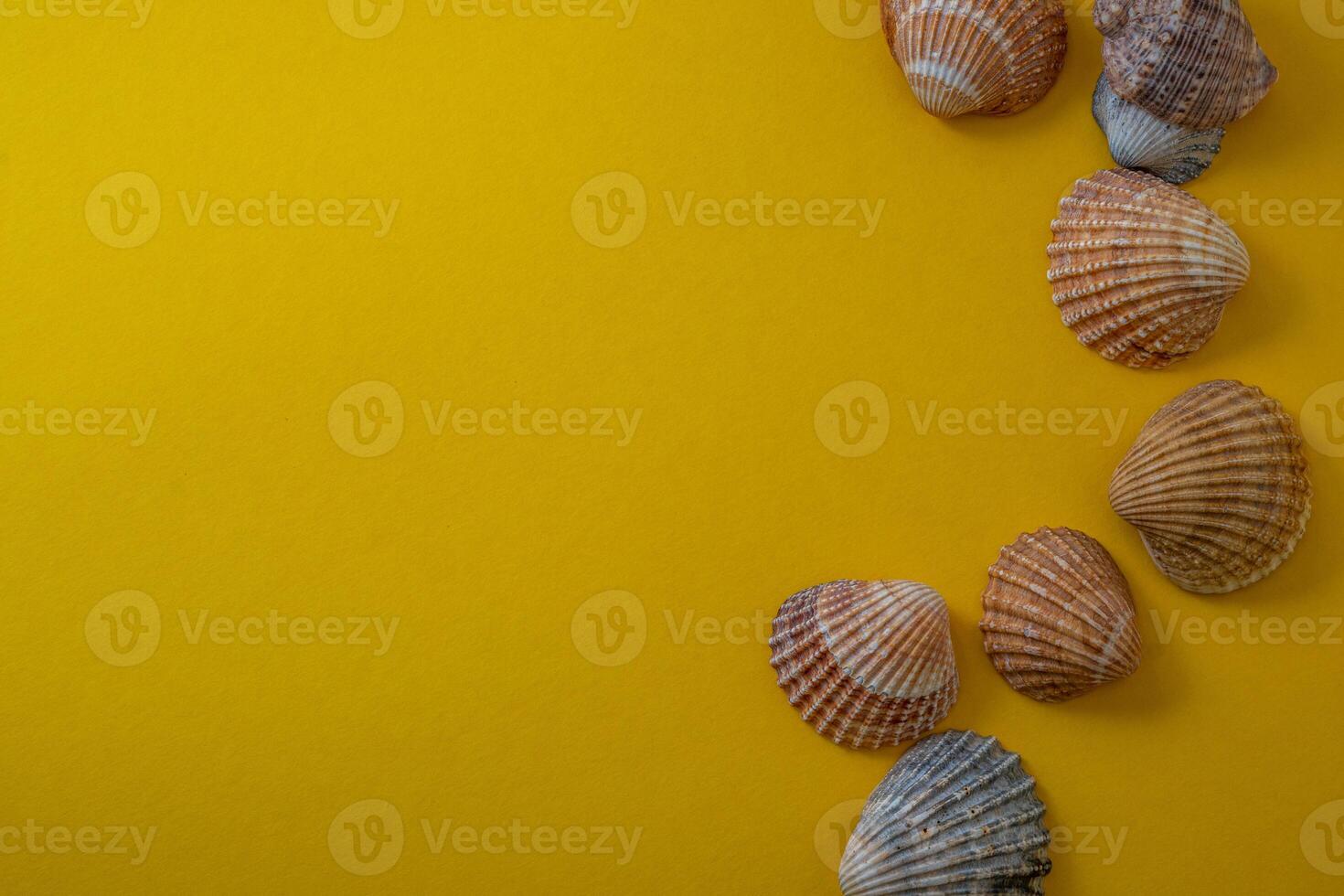 Sea shells on yellow background, summer vacation, photo
