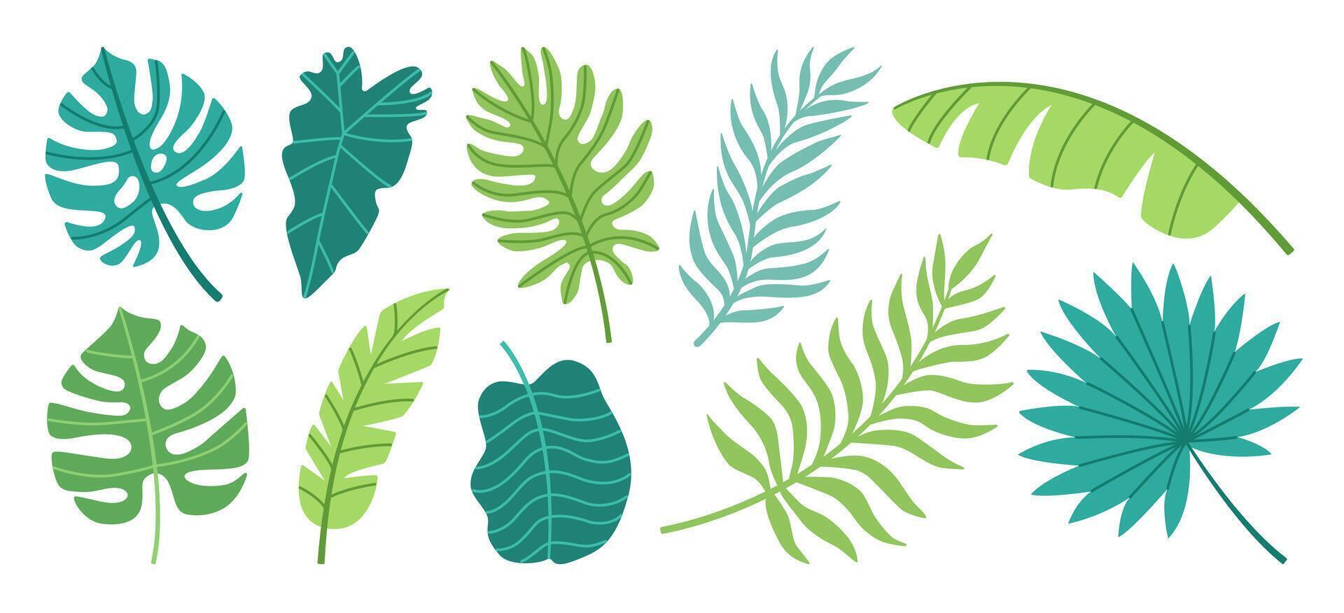 Set of tropical leaves. Palm, banana leaf, monstera, alchemy. Flat vector illustration.