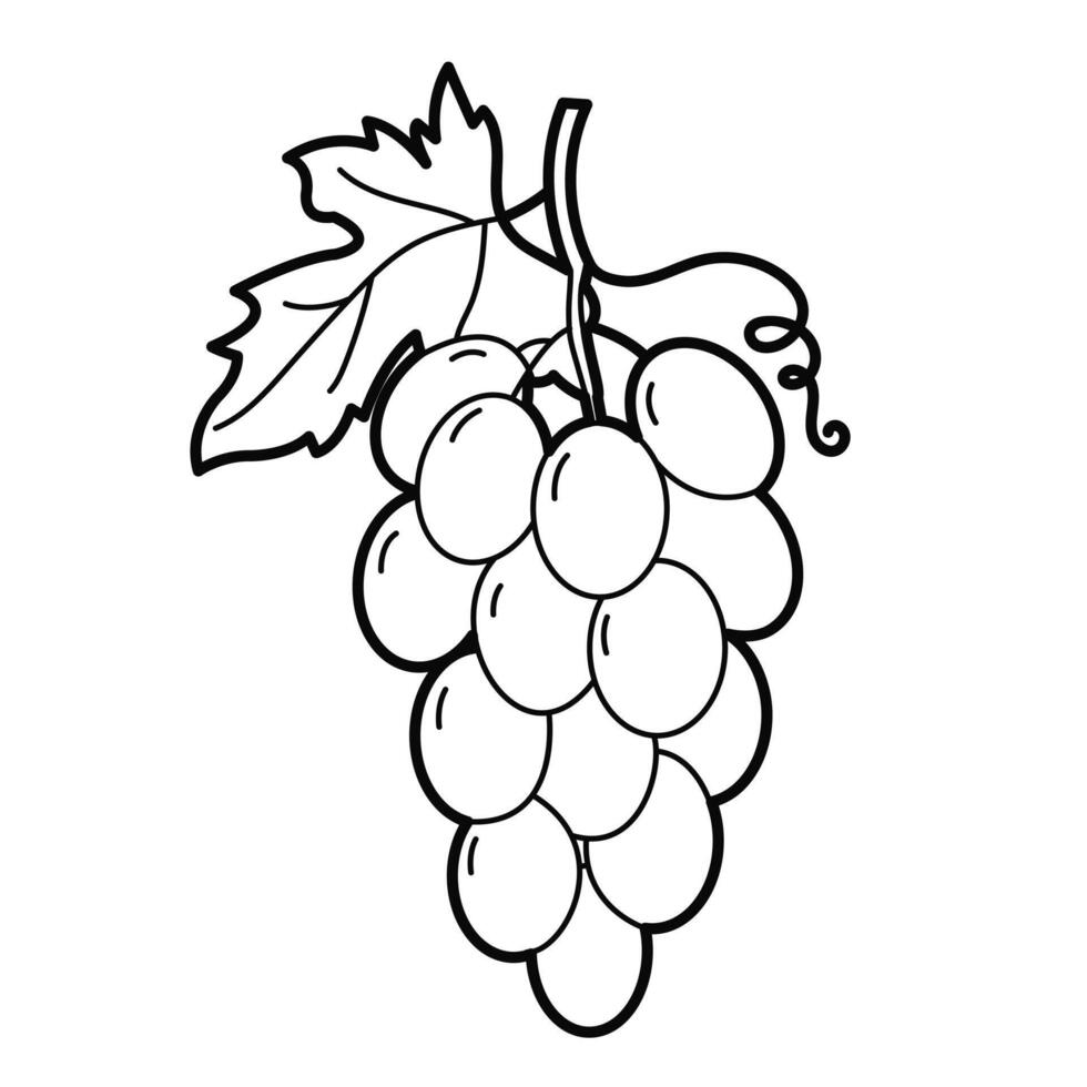 Fruits. Grapes. Outline illustration on white background, design element vector