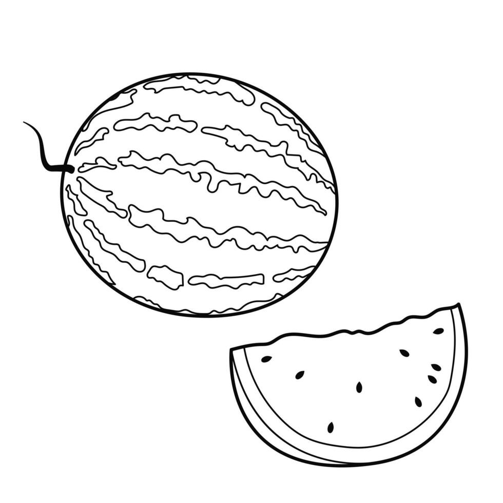 Fruits. Watermelon. Outline illustration, design element vector