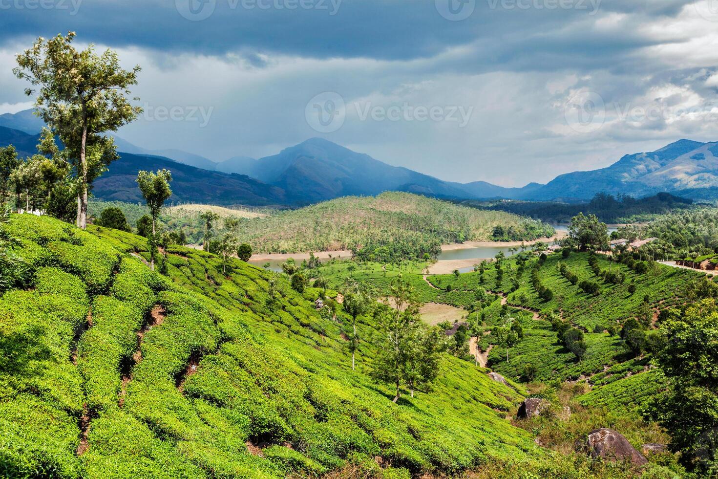 Tea plantations in mountains photo