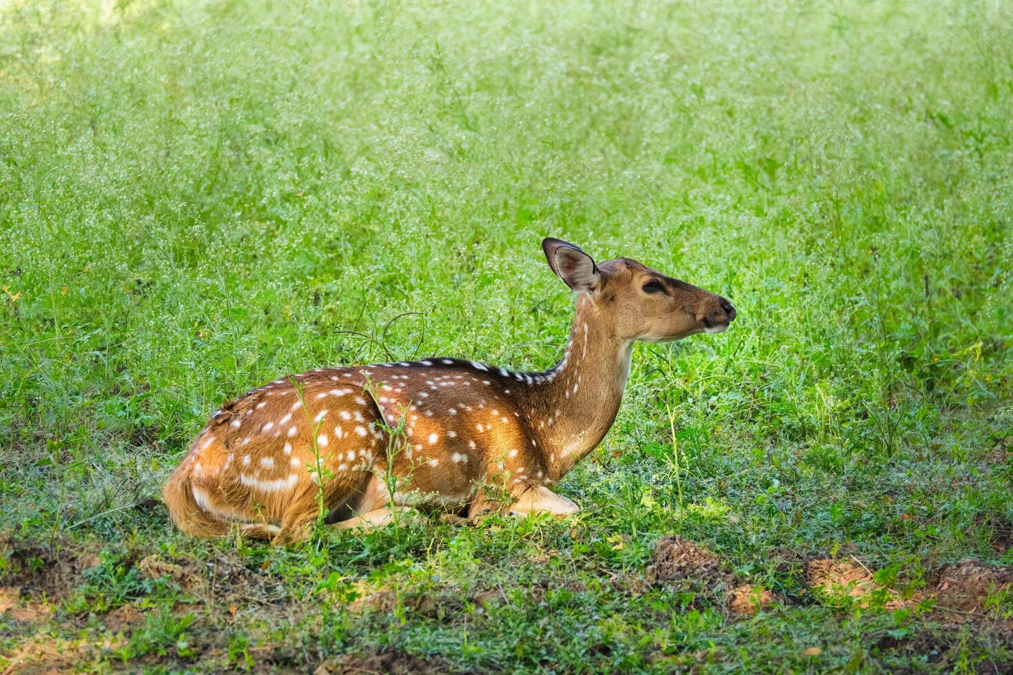 Beautiful young female chital or spotted deer in Ranthambore National Park, Rajasthan, India photo