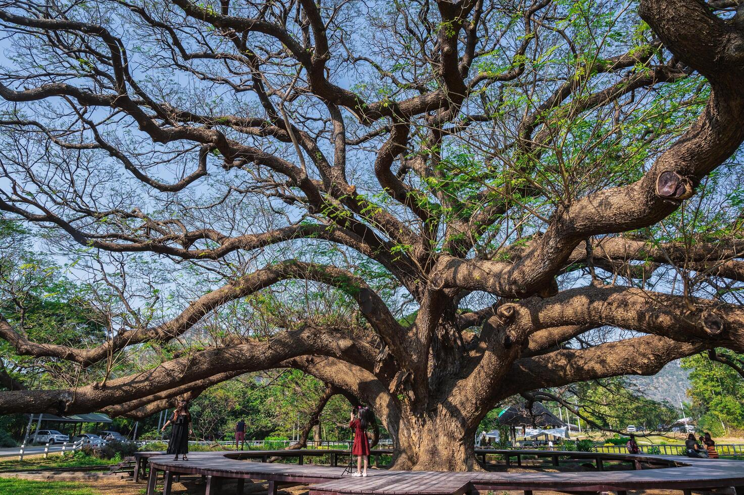 kanchanaburi.tailandia-16.1.2022 inconsciente personas gigante mono vaina árbol Kanchanaburi tailandia.más de 100 años gigante mono vaina árbol. foto