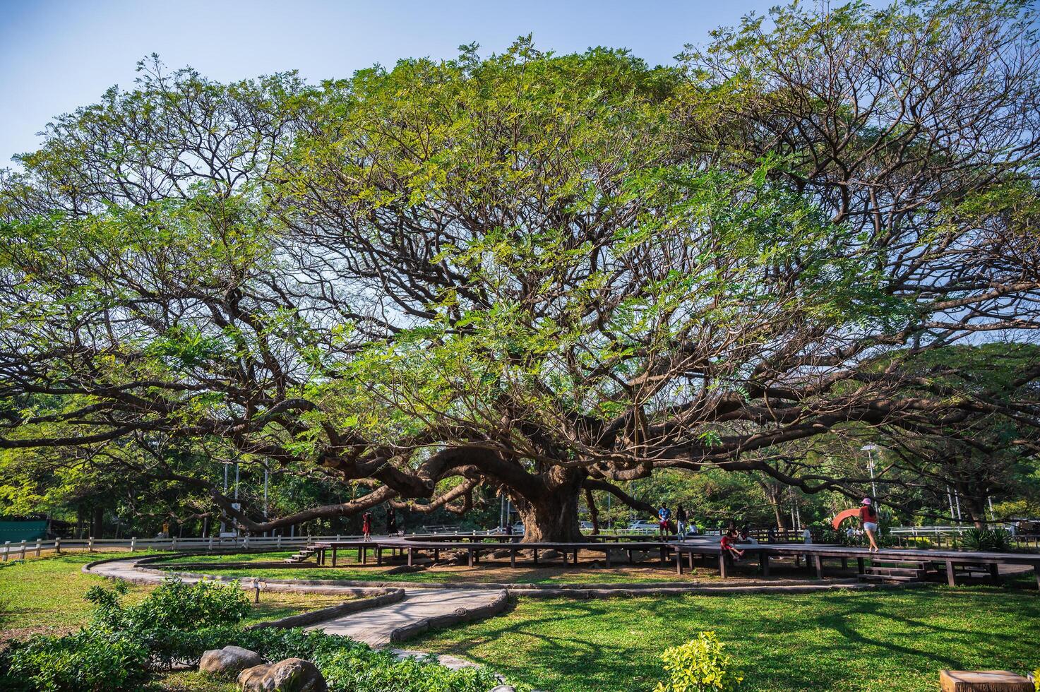 kanchanaburi.tailandia-16.1.2022 inconsciente personas gigante mono vaina árbol Kanchanaburi tailandia.más de 100 años gigante mono vaina árbol. foto