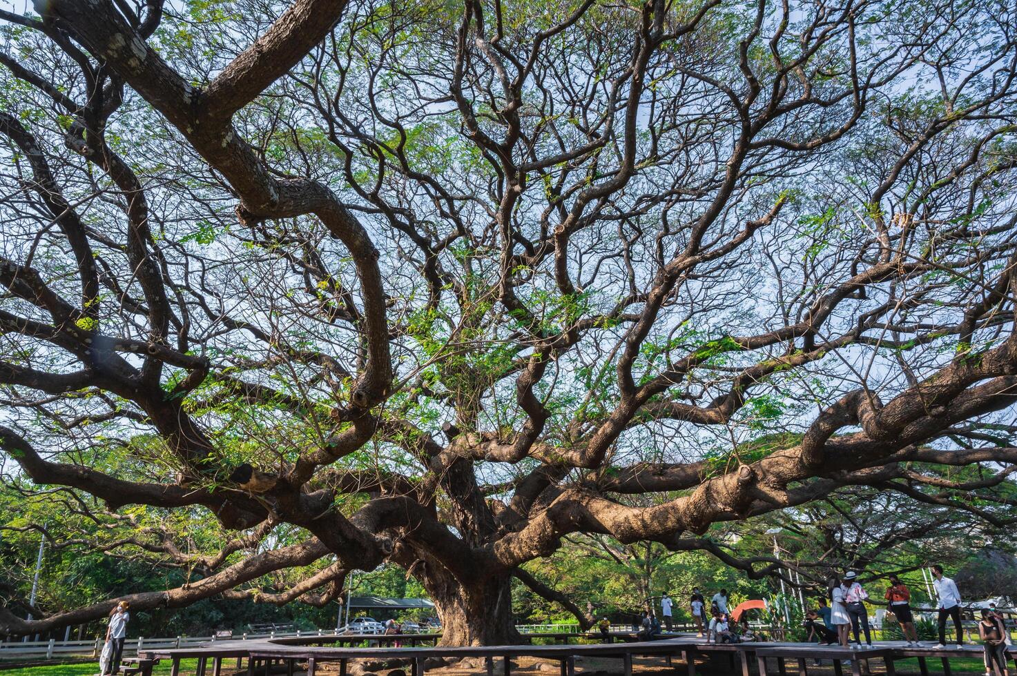 kanchanaburi.tailandia-16.1.2022 inconsciente personas gigante mono vaina árbol Kanchanaburi tailandia.más de 100 años gigante mono vaina árbol. foto