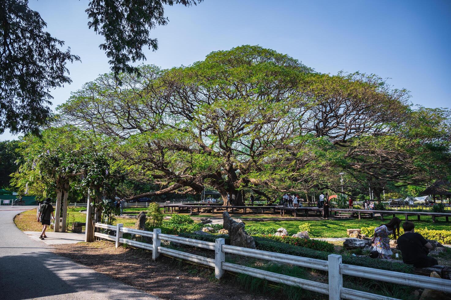 kanchanaburi.tailandia-16.1.2022 inconsciente personas gigante mono vaina árbol Kanchanaburi tailandia.más de 100 años gigante mono vaina árbol. foto