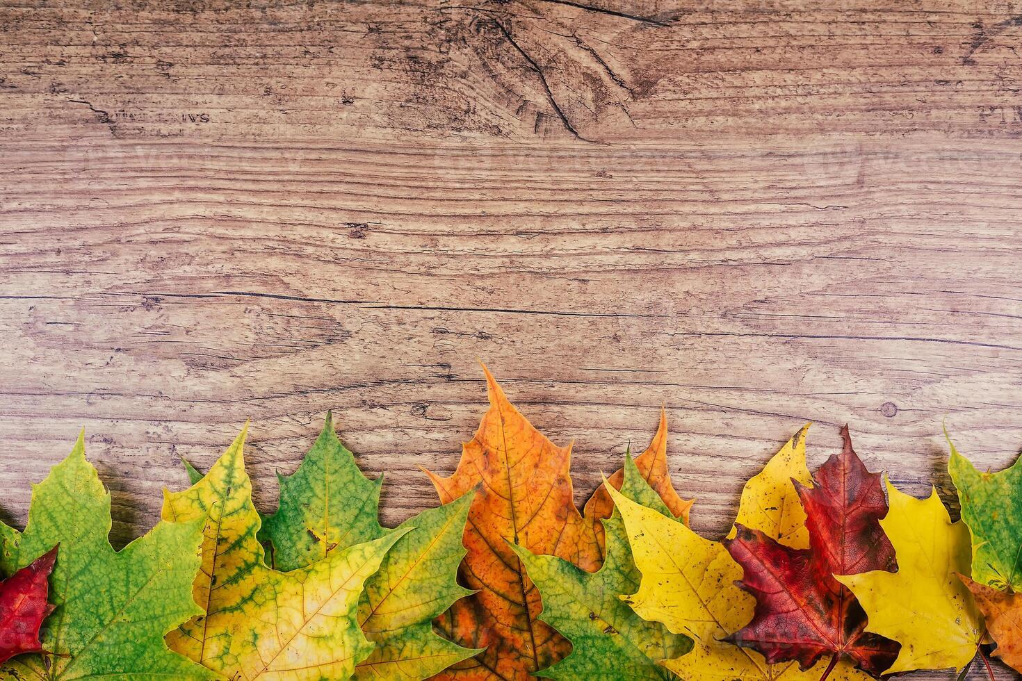 Autumn background with colorful fall maple leaves on rustic wooden table. Thanksgiving holidays concept. Green, yellow and red autumn leaves. Top view. photo