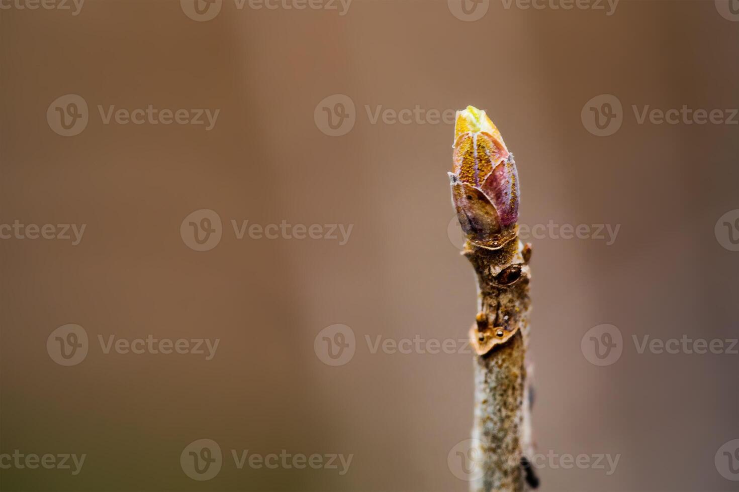 Spring bud thin focus part on blurred background. photo