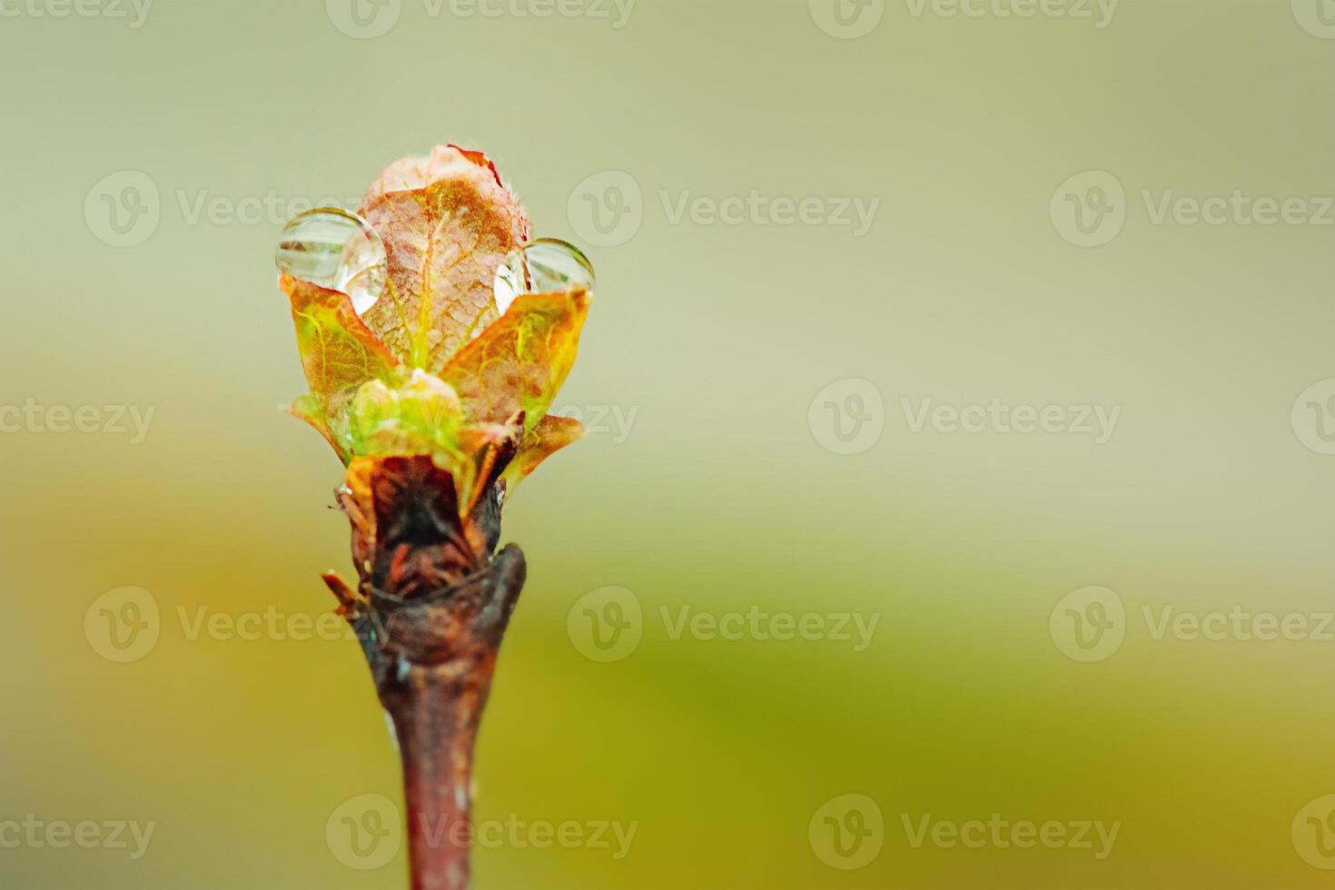 un brote con agua gotas en un borroso verde antecedentes. joven hojas Delgado focal parte y Bokeh. foto