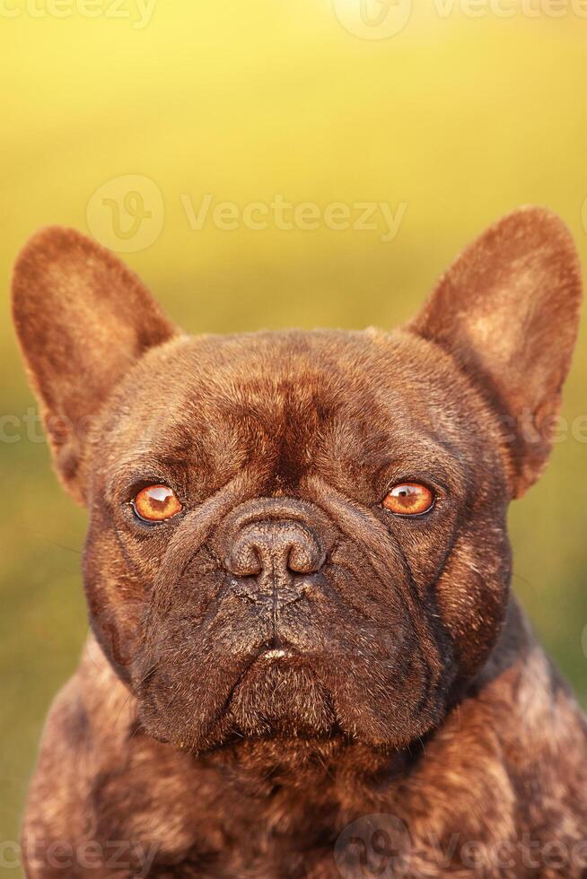 Portrait of a brindle French bulldog. A dog on a sunny day on a background of green grass. photo