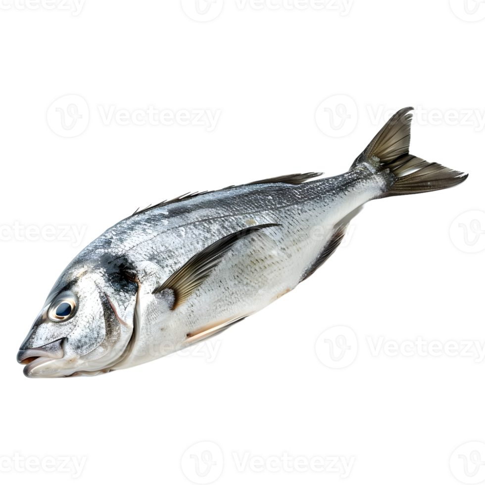 AI generated Fresh Ocean Fish on Transparent background - Ai Generated png