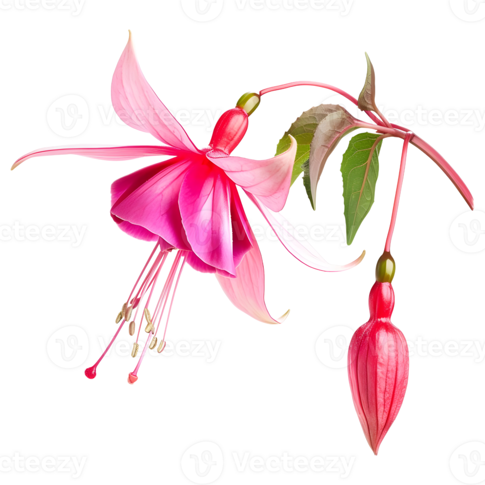 AI generated 3D Rendering of a Nicona Macartney or Fuchsia Flower on Transparent Background - Ai Generated png