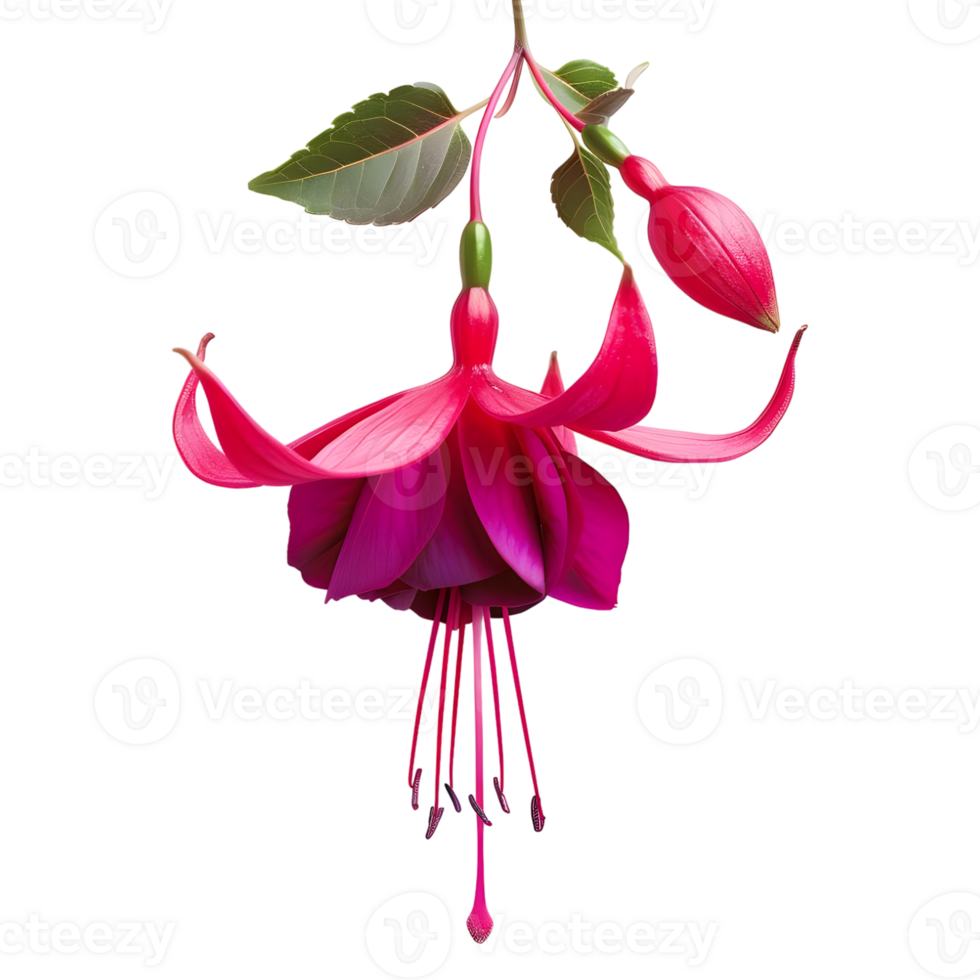 AI generated 3D Rendering of a Nicona Macartney or Fuchsia Flower on Transparent Background - Ai Generated png