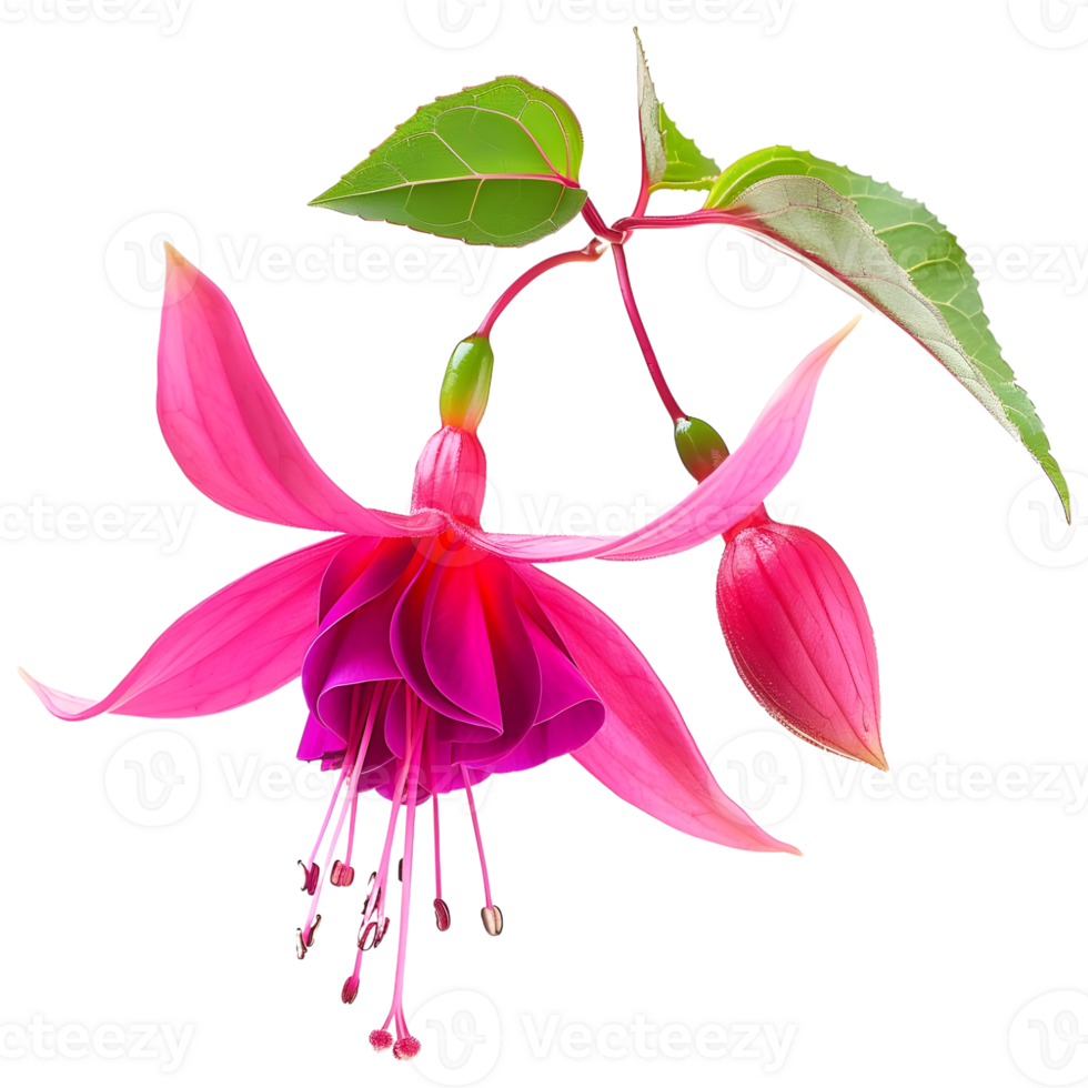 AI generated 3D Rendering of a Nicona Macartney or Fuchsia Flower on Transparent Background - Ai Generated png
