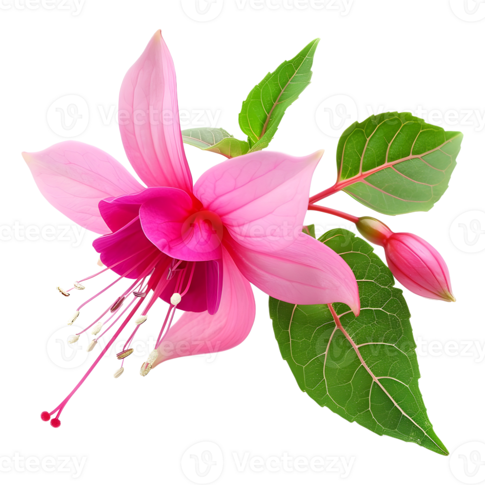 AI generated 3D Rendering of a Nicona Macartney or Fuchsia Flower on Transparent Background - Ai Generated png