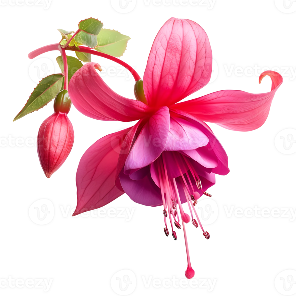 AI generated 3D Rendering of a Nicona Macartney or Fuchsia Flower on Transparent Background - Ai Generated png
