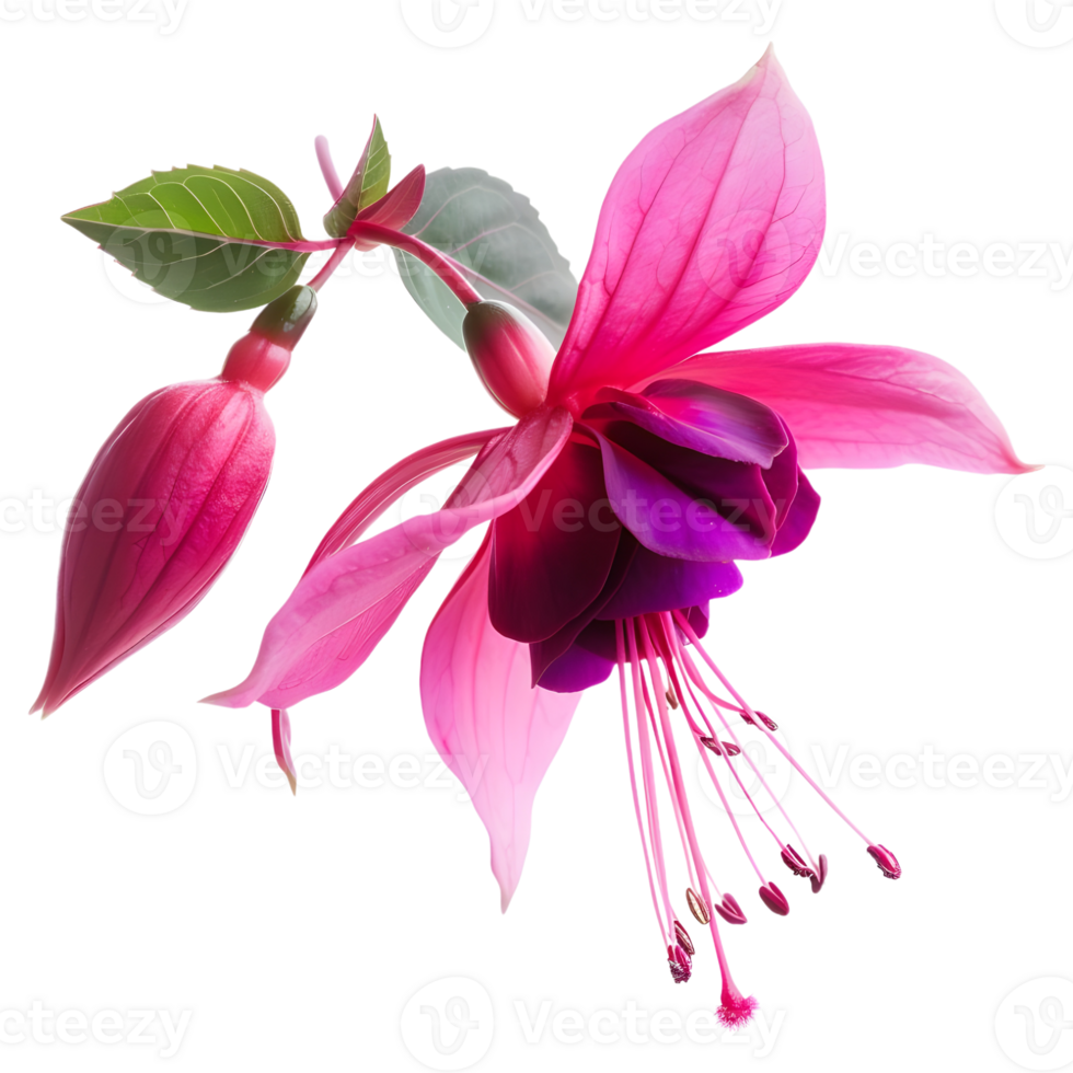AI generated 3D Rendering of a Nicona Macartney or Fuchsia Flower on Transparent Background - Ai Generated png