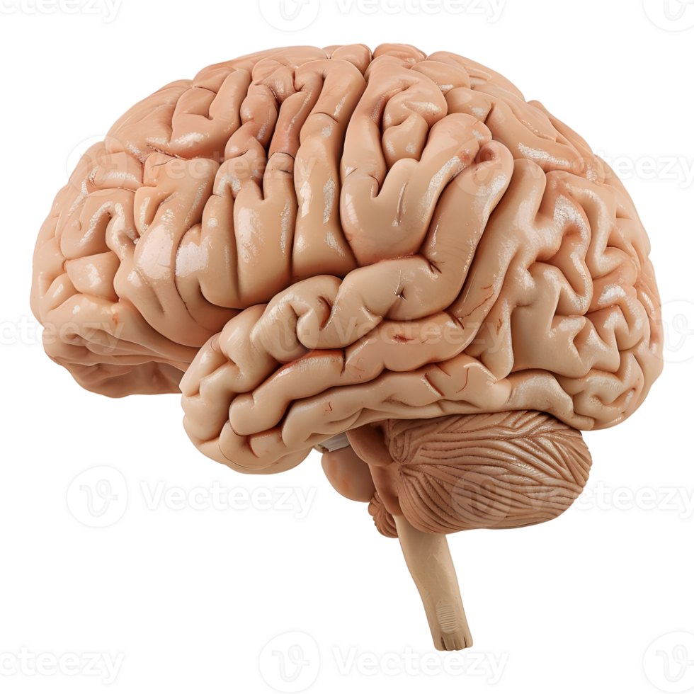 ai generado 3d representación de un humano cerebro en transparente antecedentes - ai generado png