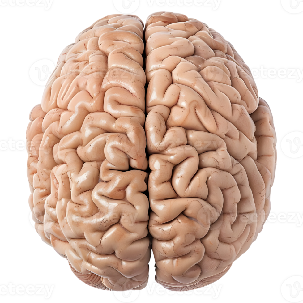 AI generated 3D Rendering of a Human Brain on Transparent Background - Ai Generated png