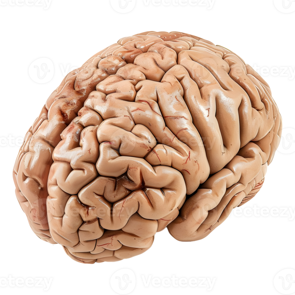 ai generado 3d representación de un humano cerebro en transparente antecedentes - ai generado png