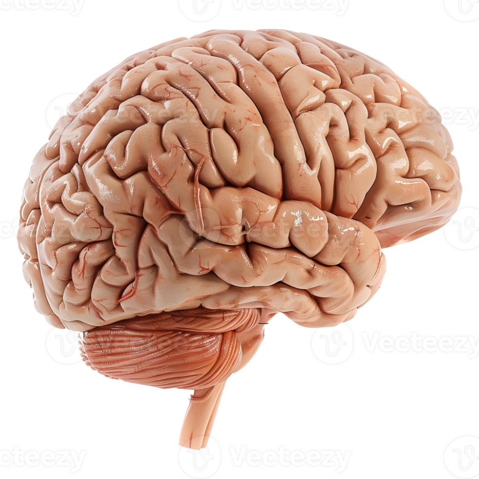 AI generated 3D Rendering of a Human Brain on Transparent Background - Ai Generated png