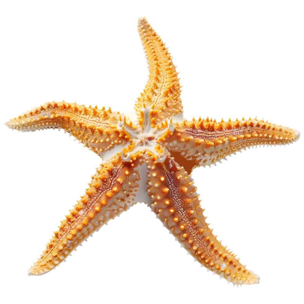 AI generated 3D Rendering of a Starfish on Transparent Background - Ai Generated png