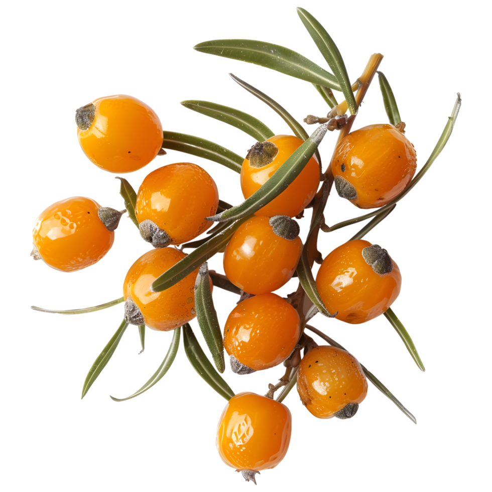 AI generated 3D Rendering of a Sallow thorn on Transparent Background - Ai Generated png