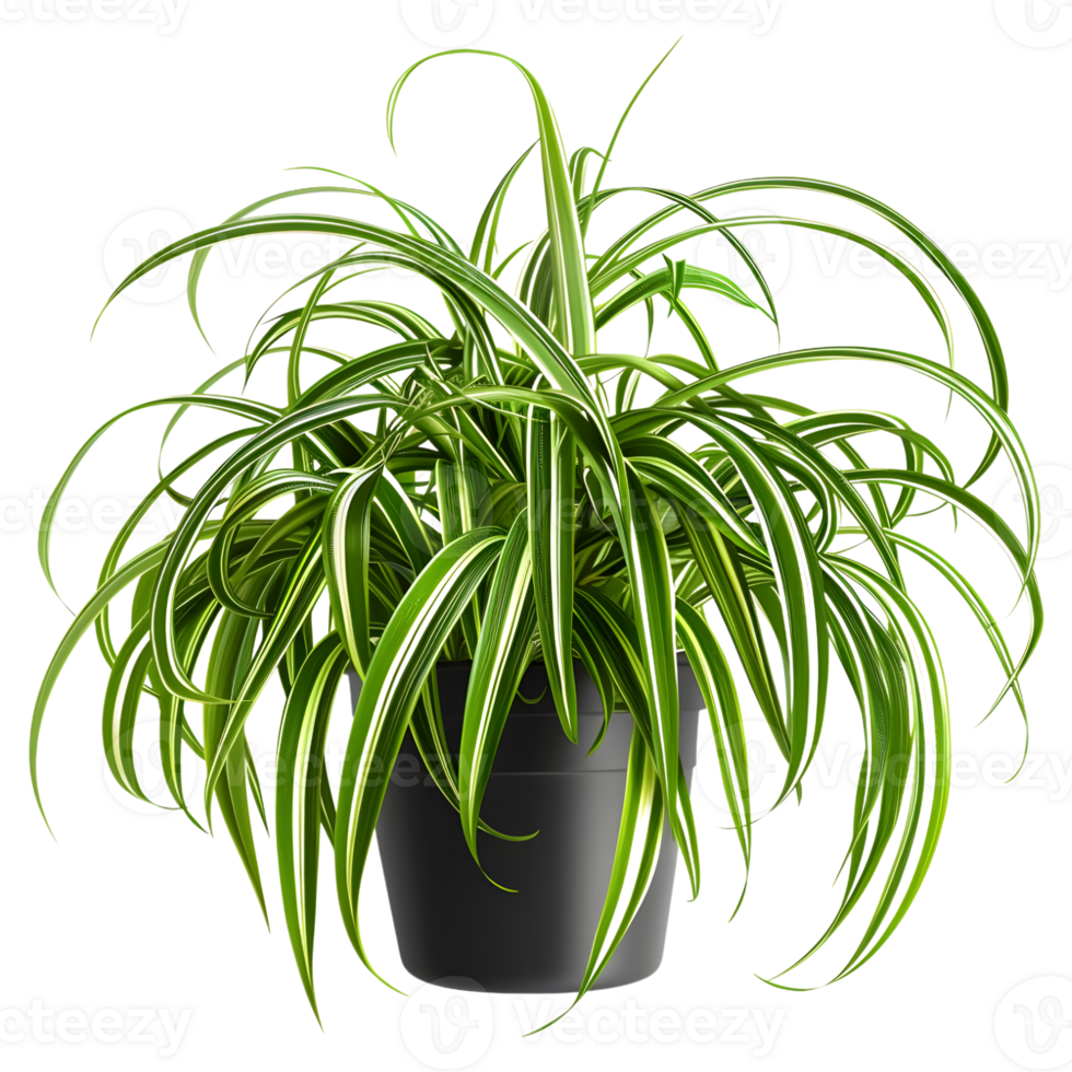 AI generated 3D Rendering of a Chlorophytum Comosum on Transparent Background - Ai Generated png