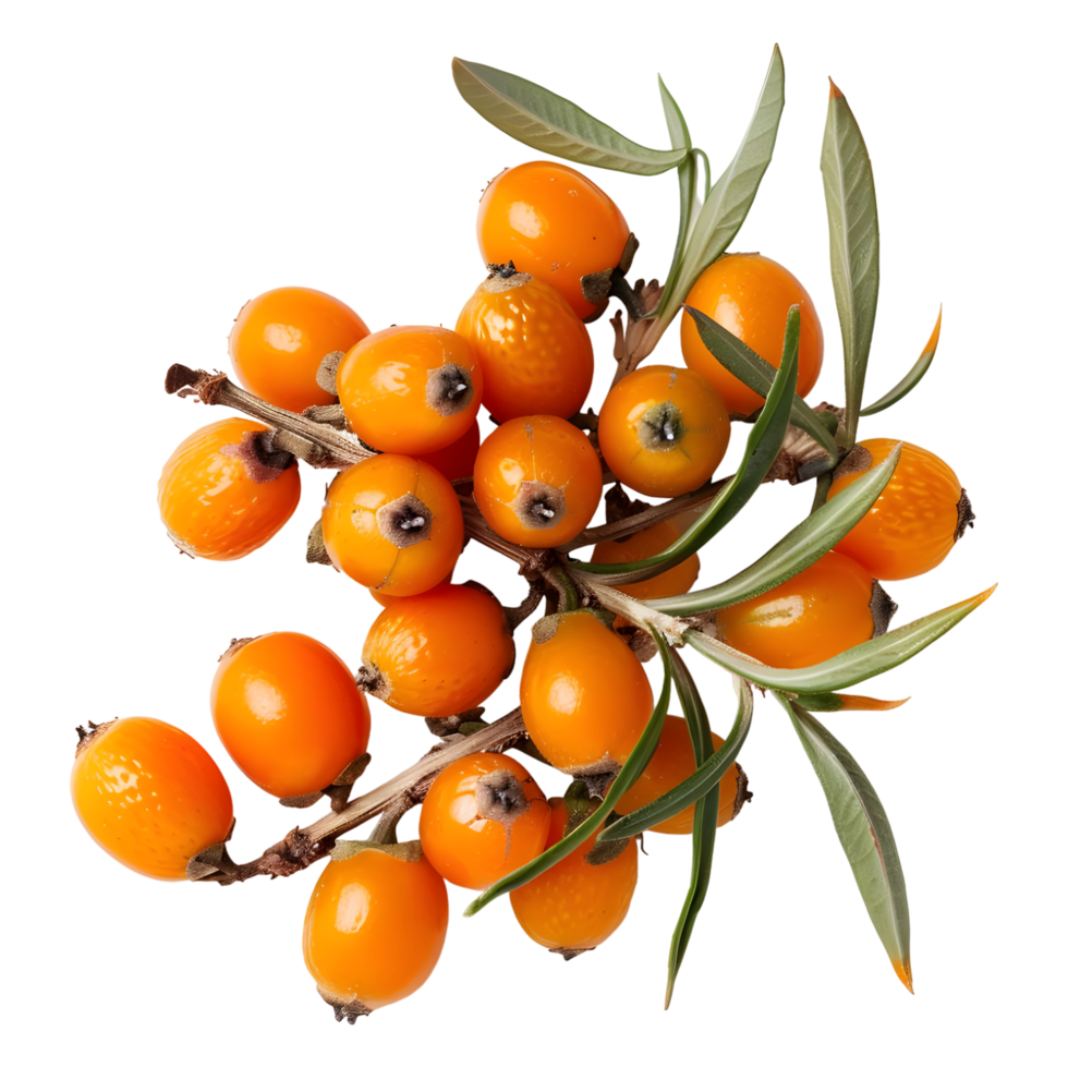 AI generated 3D Rendering of a Sallow thorn on Transparent Background - Ai Generated png