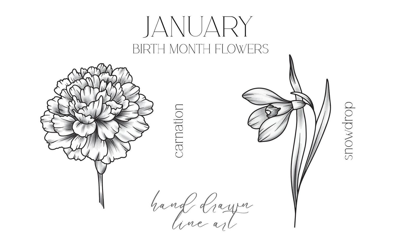 January Birth Month Flowers. Carnation outline isolated on white. Snowdrop Line Art. Hand drawn line art botanical illustration. Black and White Flowers vector