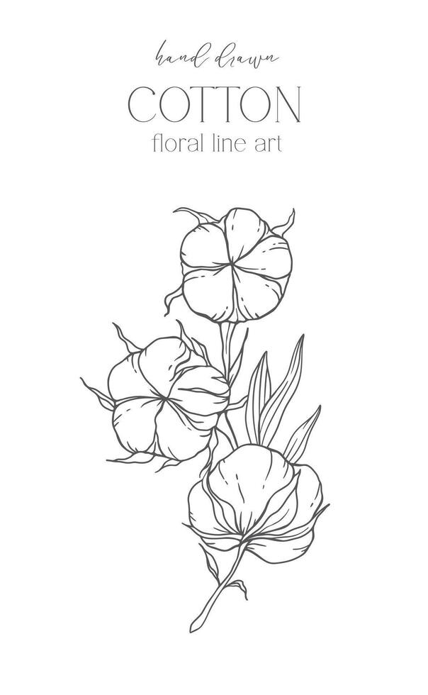 Hand Drawn Cotton Flowers Line Art Illustration. Cotton Balls isolated on white. Floral Line Art. Cotton Plant Black and white illustration. Fine Line Cotton illustration. vector