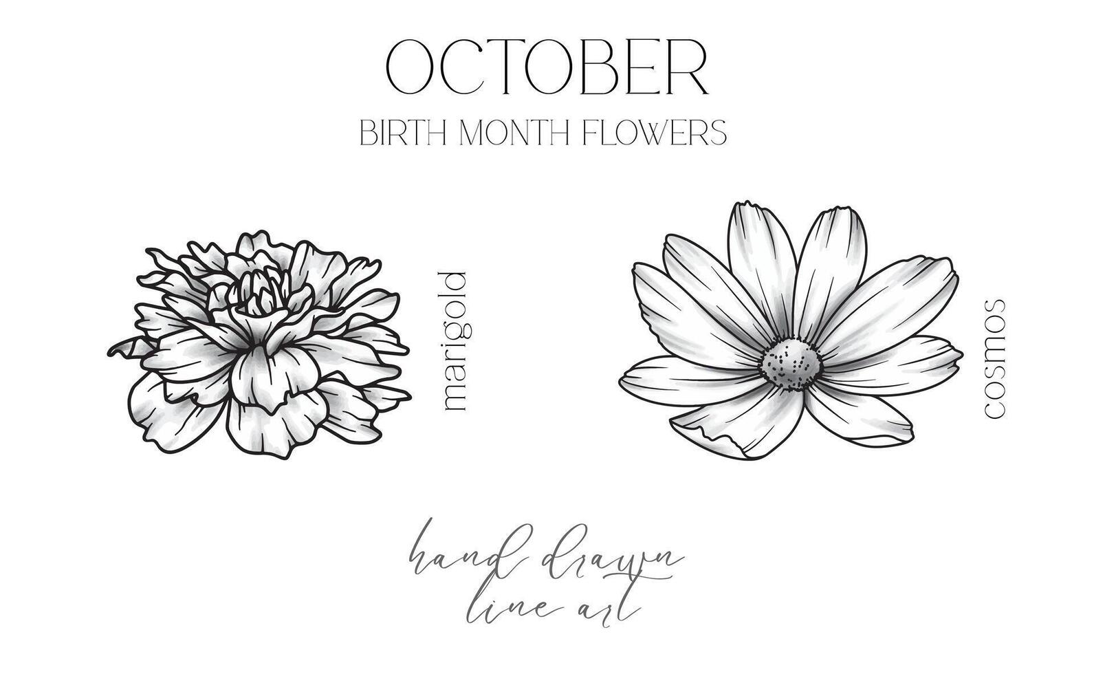 Ocrober Birth Month Flowers. Marigold outline isolated on white. Cosmos Line Art. Hand drawn line art botanical illustration. Black and White Flowers vector