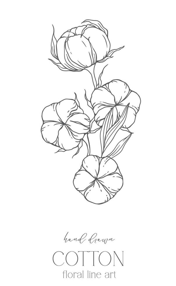 Hand Drawn Cotton Flowers Line Art Illustration. Cotton Balls isolated on white. Floral Line Art. Cotton Plant Black and white illustration. Fine Line Cotton illustration. vector