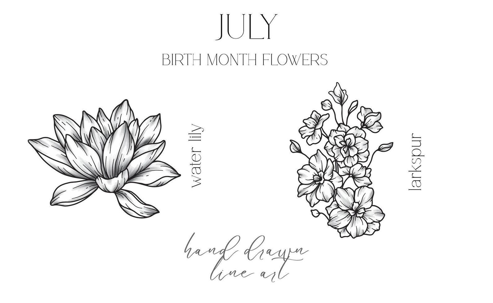 July Birth Month Flowers. Water Lily outline isolated on white. Larkspur Line Art. Hand drawn line art botanical illustration. Black and White Flowers vector