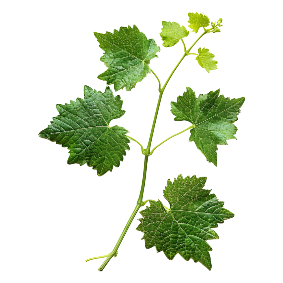 AI generated 3D Rendering of a Muscadine Leaves on Transparent Background - Ai Generated png