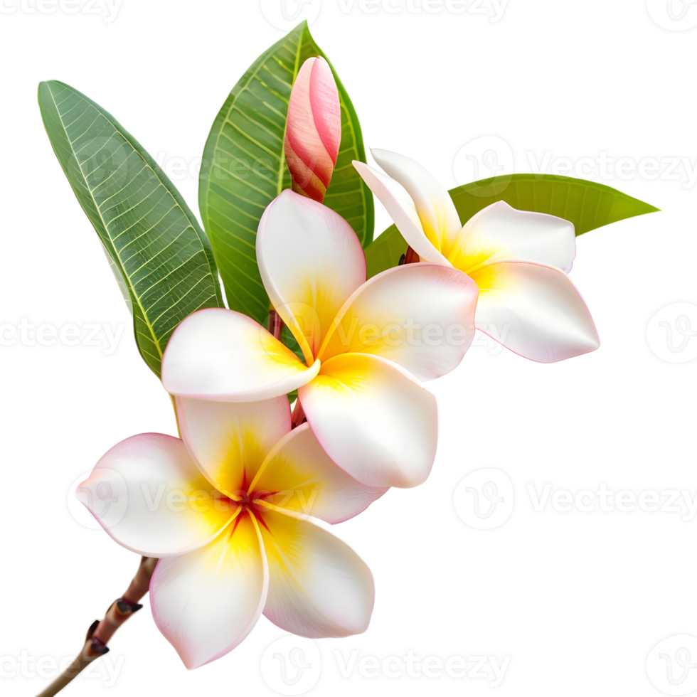 AI generated 3D Rendering of a Frangipani Flower on Transparent Background - Ai Generated png
