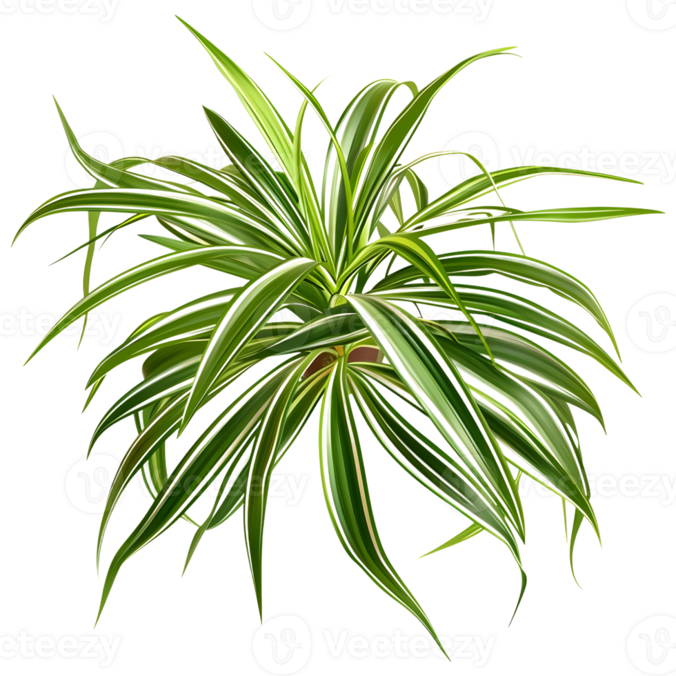 AI generated 3D Rendering of a Chlorophytum Comosum on Transparent Background - Ai Generated png