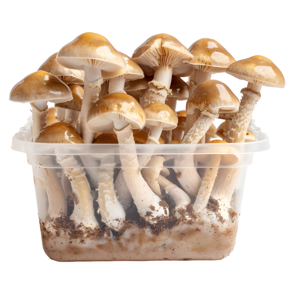 AI generated 3D Rendering of a Mushrooms in a Plastic Box or Jar on Transparent Background - Ai Generated png