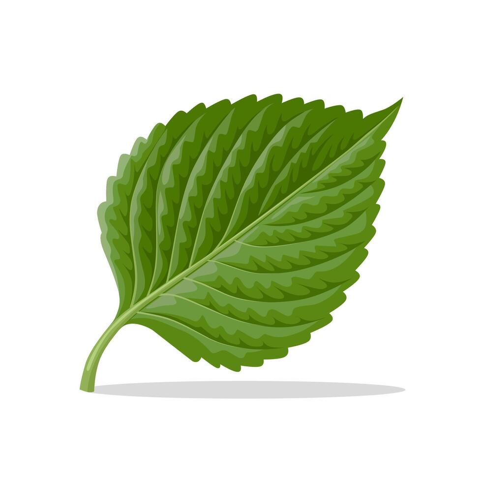Vector illustration, green Perilla leaves, isolated on white background.