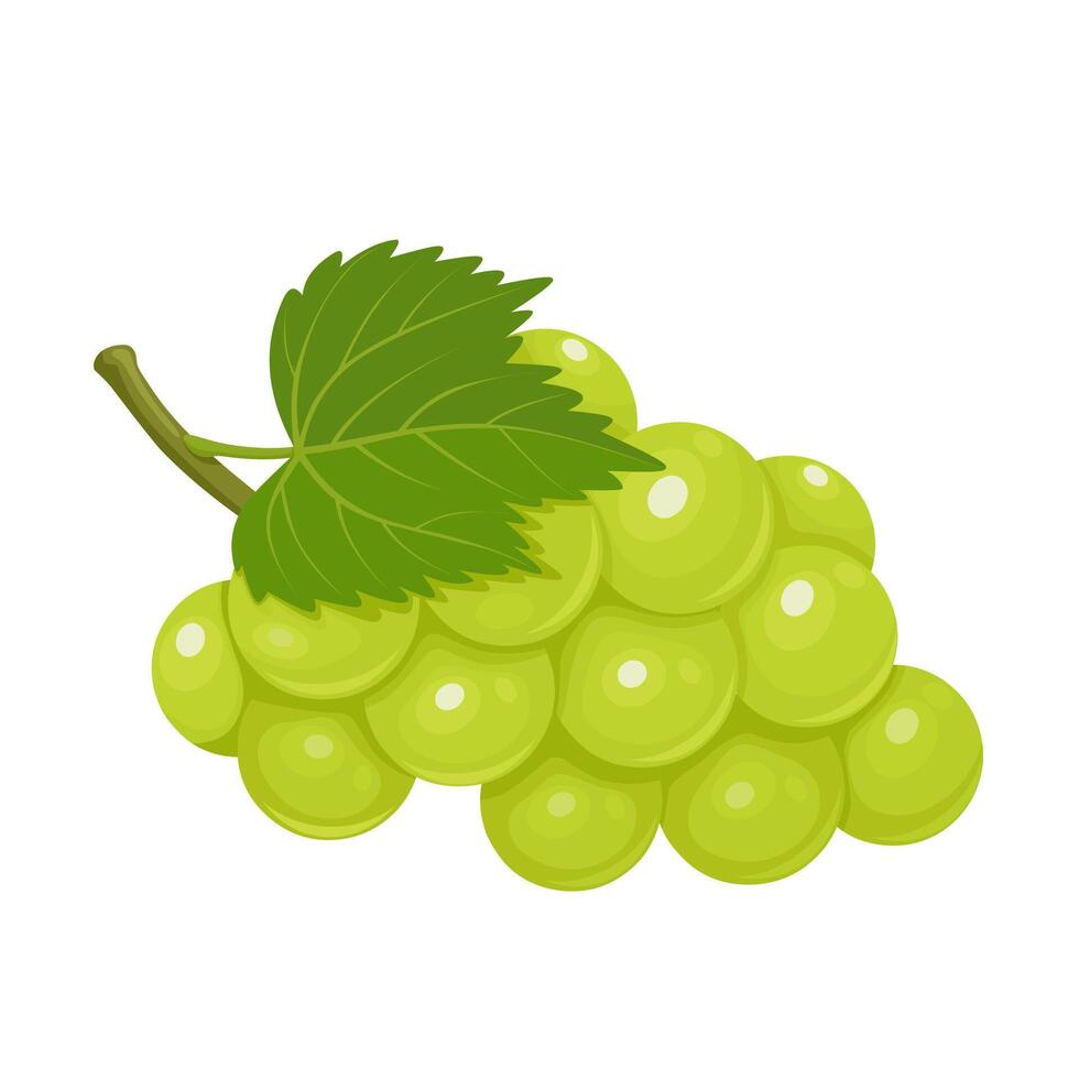 Vector illustration, muscat grapes, isolated white background.