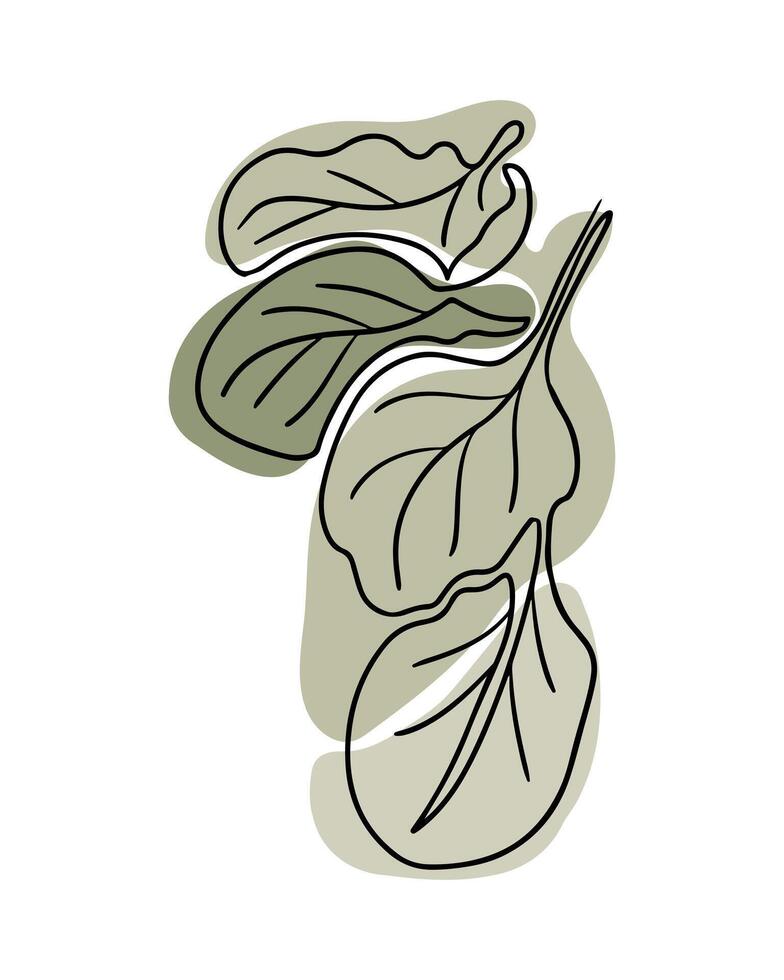 Sketchy drawing of spinach leaves in boho style. Botanical single line vintage drawing of vegetable. Contour line outline composition isolated on white background. vector