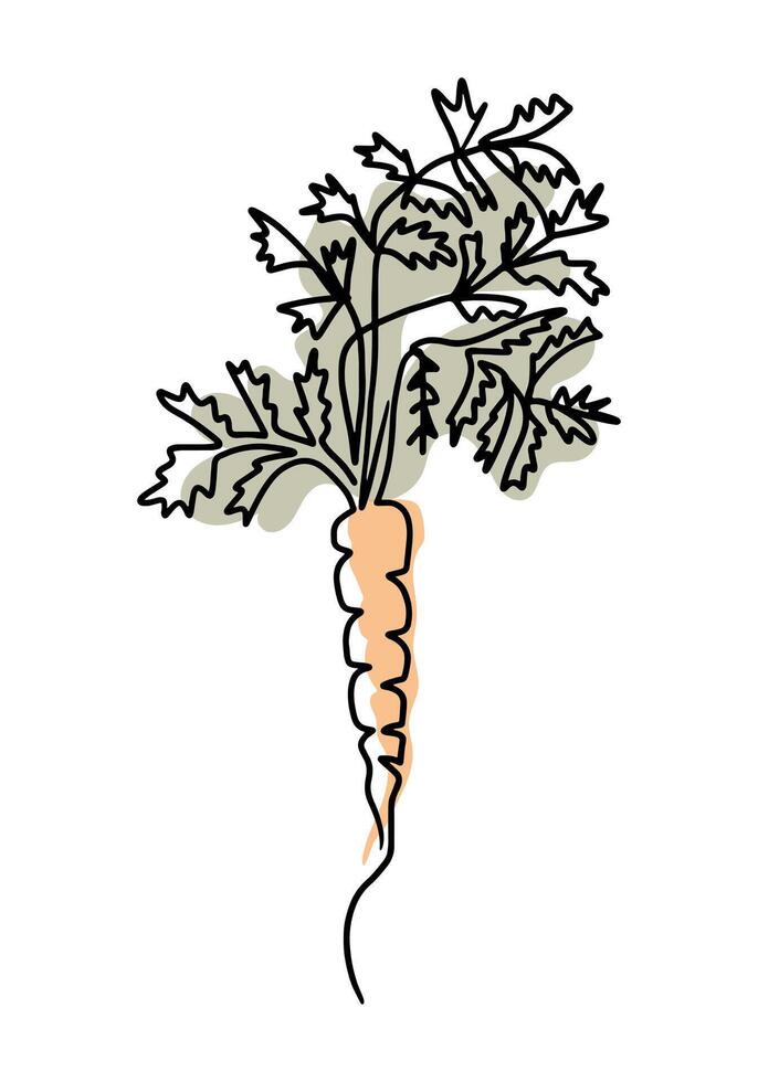 Retro one line drawing of carrot in boho style. Botanical outline retro drawing of root vegetables with green branches. Contour line outline composition isolated on white background. vector