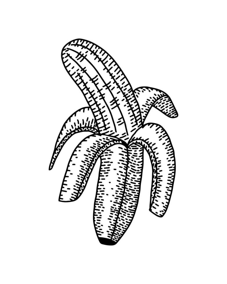 Hand drawn engraved vintage banana drawing. Detailed hand drawn contour vegetarian sketch. Great for label, poster, print, menu vector