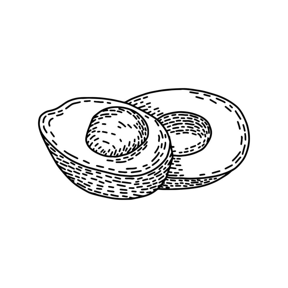 Engraved contour drawing of avocado halves. Summer food engraved style illustration. Detailed hand drawn contour vegetarian sketch. Great for label, poster, print, menu vector