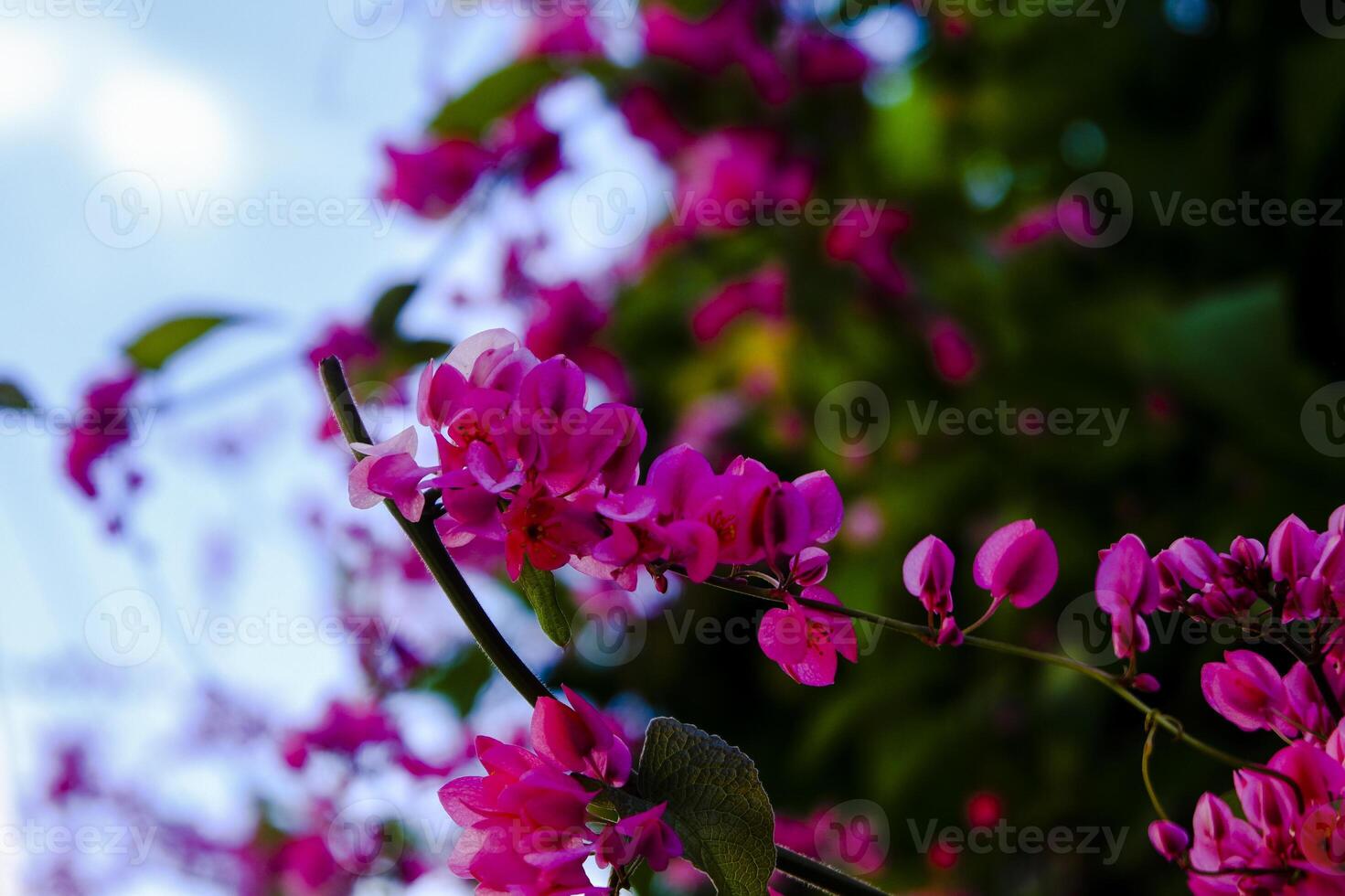 Purple orchids bloom and look beautiful photo